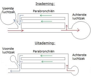 Ademhalingsysteem vogels