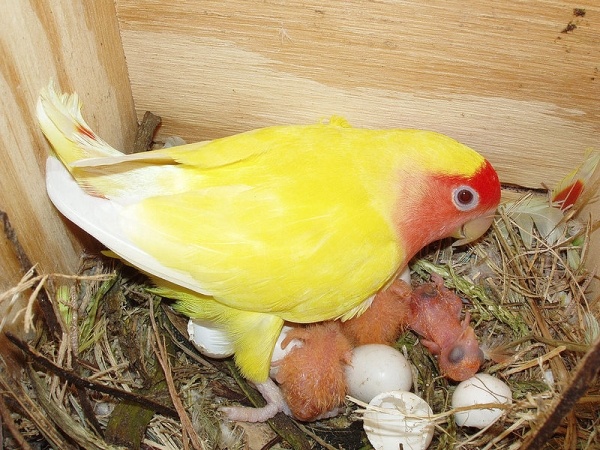 Agapornis roseicollis in een nestkast