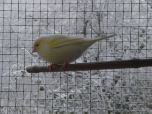 Kanarie in de sneeuw