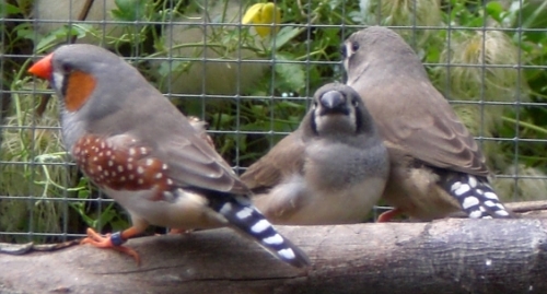 Zebravink man met jongen